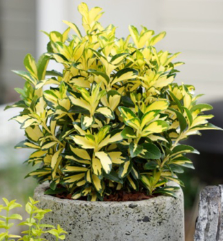 Br�len japonsk� �EXTASE �� 20-30 cm, kont. 3 l