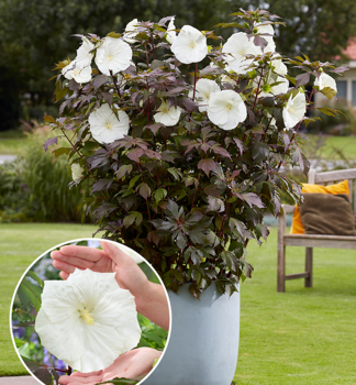 Ibi�tek bahenn� �CARROUSEL GHOST��, kont. 2 l