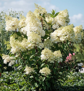 Hortenzia metlinat� �MAGICAL ANDES�� 10-15 cm, kont. 1,4 l