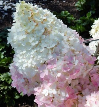 Hortenzia metlinat� �MAGICAL ANDES�� 30-40 cm, kont. 1,4 l