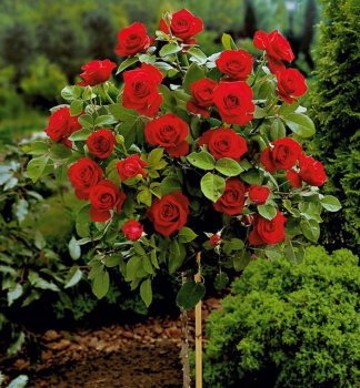 Ru�a strom�ekov� �EROTIKA� *** na kmienku 100 cm, kont. 7 l