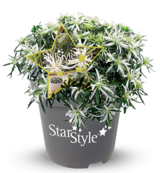 Azalka japonsk� �STAR STYLE�WHITE� 20-30 cm, kont. 1,5 l