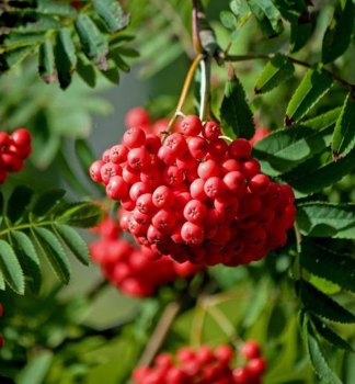 Jarabina �RED ROBIN� na kmienku 80 cm, v kont. 5 l