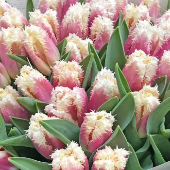 Tulipn HAWAI 5 ks v balen