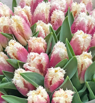 Tulip�n �HAWAI�, kont. 1 l