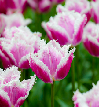 Tulipn HAWAI 5 ks v balen