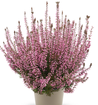 Vres obyajn ROMY kont. 0,5 l