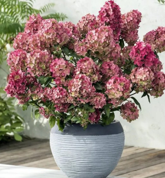 Hortenzia metlinat� �PETITE CHERRY�� 50-60 cm, kont. 4 l