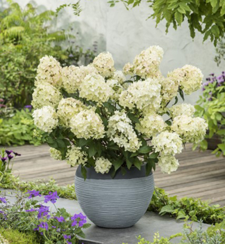 Hortenzia metlinat� �PETITE STAR�� 40-50 cm, kont. 4 l