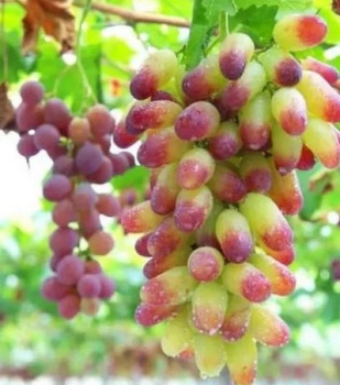 Vini� stolov� �KENEDA BEAUTY FINGER�, zemn� bal