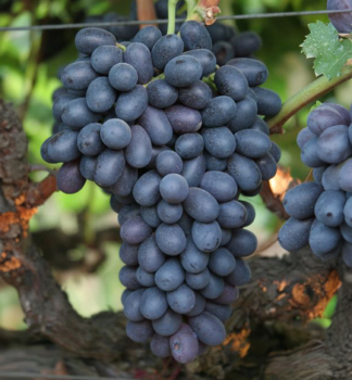 Vini� stolov� bezsemenn� �AUTUMN ROYAL�, zemn� bal