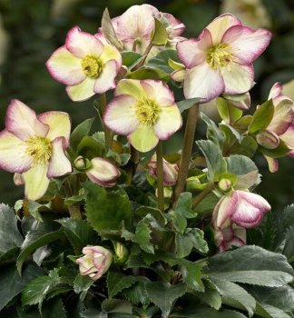 emerica hybridn ICE N ROSES FROSTED ROSE s pukmi, 15-20 cm, kont. 2 l