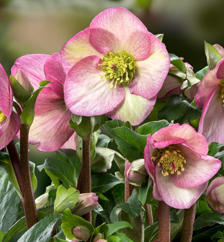 emerica hybridn ICE N ROSESROSE s pukmi, 15-20 cm, kont. 2 l