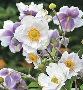 Veternica hybridn� �RUFFLED SWAN�, kont. 0,5 l