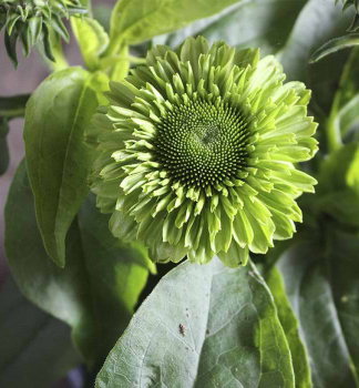 Echinacea hybridn� �SUNSEEKERS�APPLE GREEN�, kont. 0,5 l