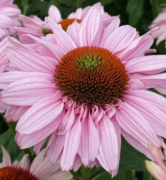 Echinacea hybridn� �SUNSEEKERS�BLUSH�, kont. 0,5 l