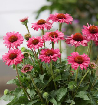 Echinacea hybridn� �SUNSEEKERS�MAGENTA�, kont. 0,5 l