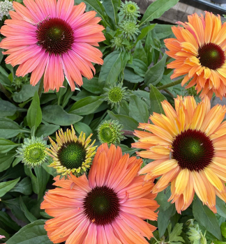 Echinacea hybridn� �SUNSEEKERS�RAINBOW�, kont. 0,5 l