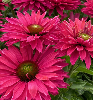 Echinacea hybridn� �SUNSEEKERS�FUCHSIA�, kont. 0,5 l