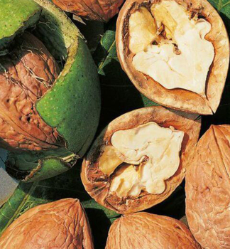 Orech kr�ovsk� �FRANQUETTE� 200-220 cm, kont. 7,5 l