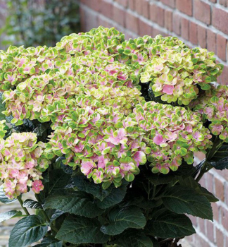 Hortenzia kalinolist SWEET LIPS PINK 20-30 cm, kont. 4 l