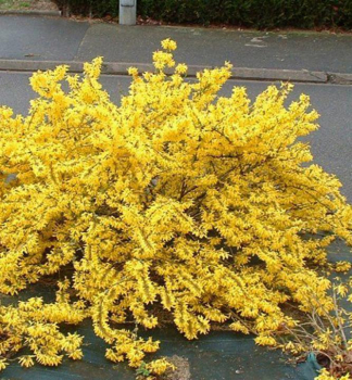 Zlatovka prostredn� �MAREE D�OR�� 20-30 cm, kont. 2,5 l