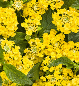 Lantana �BUSHY YELLOW�, kont. 0,5 l