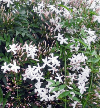 Jazm�n lek�rsky 15-20 cm, kont. 0,5 l