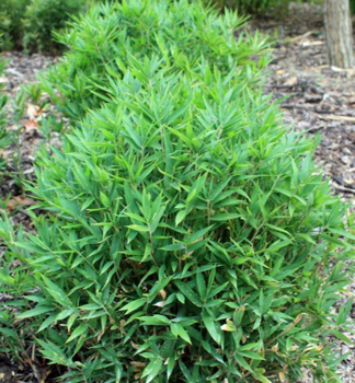 Bambus trpasličí/ Pleioblastus pygmaeus 10-15 cm, kont. 0,5 l
