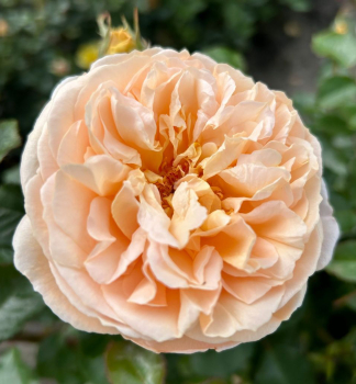 Ru�a kr�kov� �MARZIPAN�� *** Kordes 2024, kont. 2 l