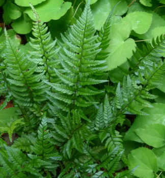 Papra� japonsk� �TSUS-SIMENSE� 20-30 cm, kont. 1,7 l