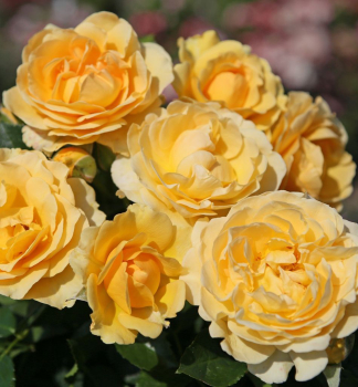 Rua stromekov SPOTLIGHT * ADR, Kordes 2023, na kmienku 80 cm, kont. 5 l