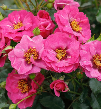 Rua krkov ORIENTADJAMILA **** Tantau, kont. 2 l