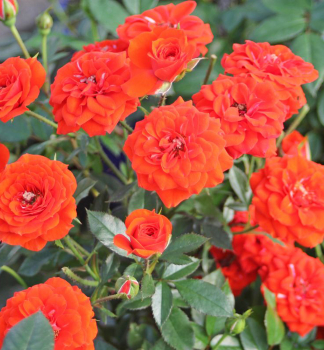 Minirua ORANGE BABYFLOR Tantau, kont. 2 l