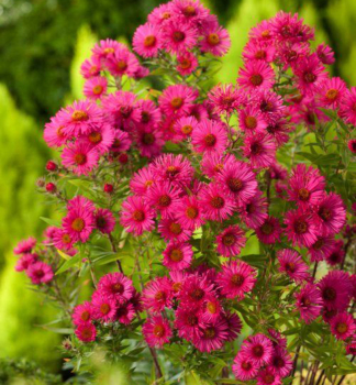 Astra novobelgick ANDEKEN AN ALMA PTSCHKE, kont. 0,5 l