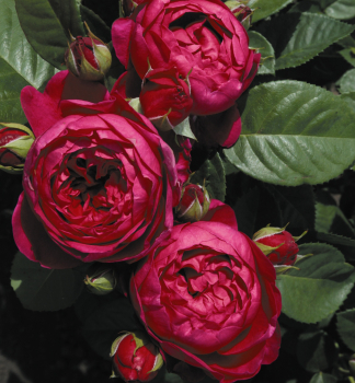 Ru�a kr�kov� �ASCOT�� * Tantau, kont. 2 l