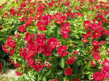 Obr�zok (2)