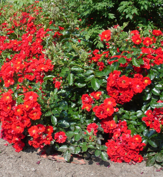 Ru�a p�dopokryvn� �ALPENGL�HEN�� Tantau, 20-30 cm, kont. 2 l