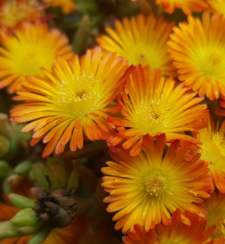 Delosperma WOW �ORANGE WONDER�� kont. 0,5 l