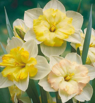 Narcis ve�kokvet� �CHANGING COLOURS� 5 ks v balen�