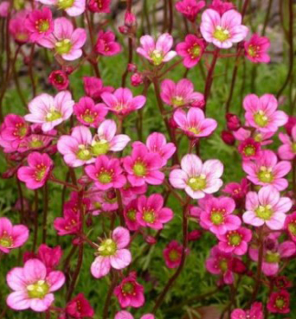 Lomikame� Arendsov �FLOWER CARPET�, kont. 1 l