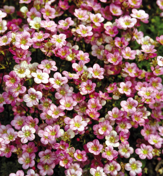 Lomikame� Arendsov �FLOWER CARPET�, kont. 1 l