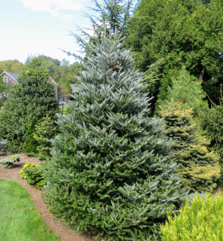 Jed�a k�rejsk� �HORSTMANS SILBERLOCKE� 30-40 cm, kont. 7,5 l