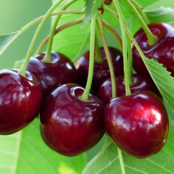 Vi��a �NEFRIS� podp. Colt, 130-140 cm, kont. 5 l