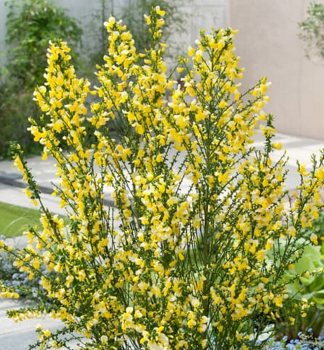 Zanov� metlinat� �VANESSE� 60-70 cm, kont. 1,4 l