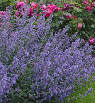 Kocrnik zhradn KIT CAT kont. 0,5 l