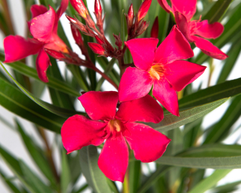 Oleander cyklmenov MARGHARITA, 60-70 cm, kont. 3 l