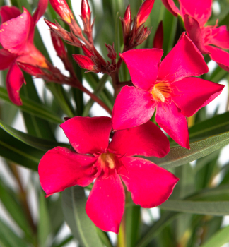 Oleander cykl�menov� �MARGHARITA�, 110-130 cm, kont. 3 l