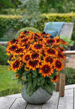 Rudbekia �SUNBECKIA�SARAH�, kont. 0,5 l