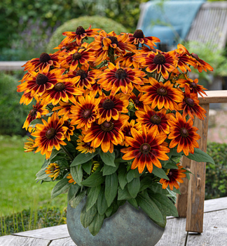Rudbekia �SUNBECKIA�SARAH�, kont. 0,5 l